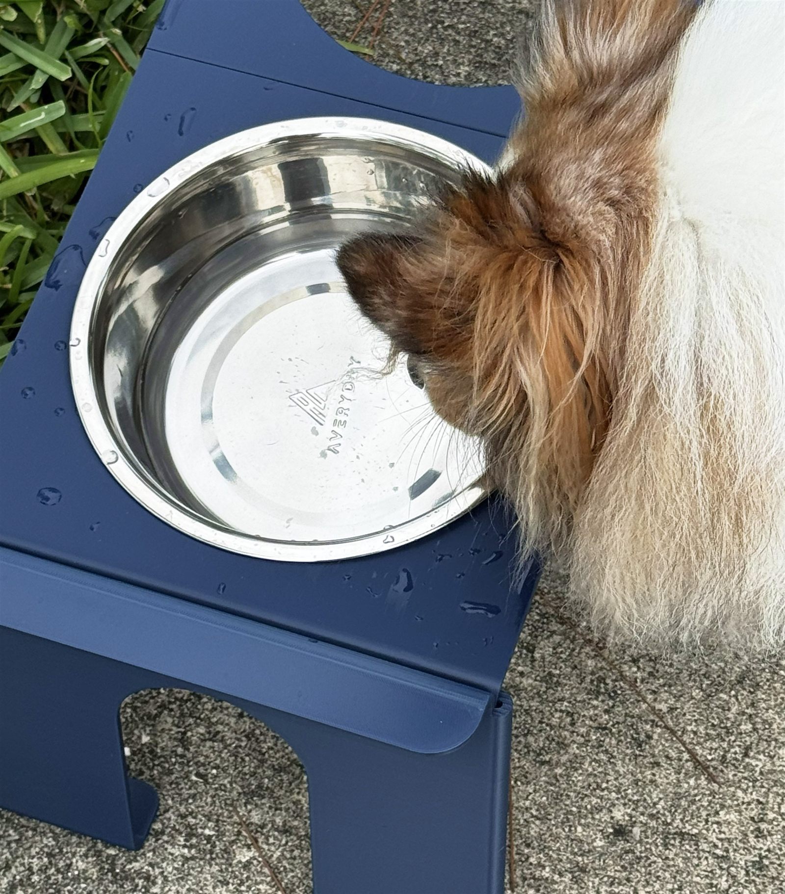 Dog using the Wobble feeder