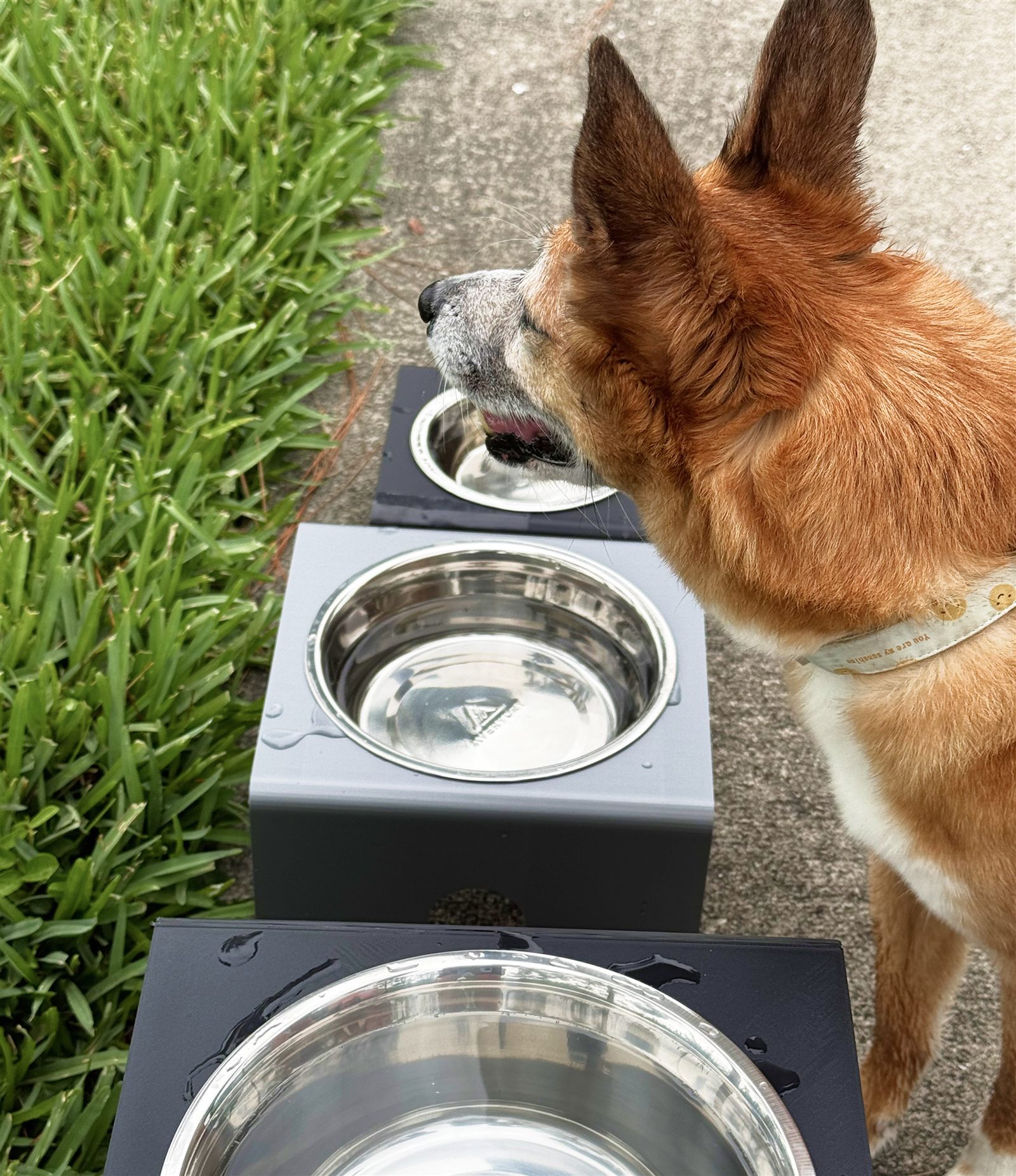 Happy dog with the Wobble feeder