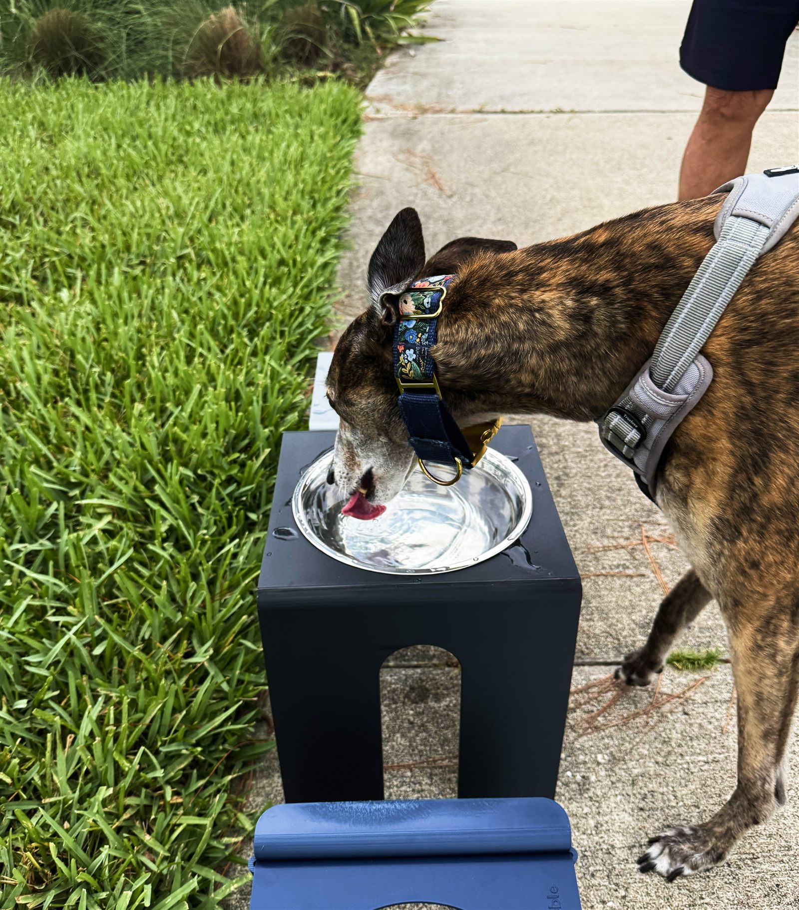 Large dog using the Wobble feeder
