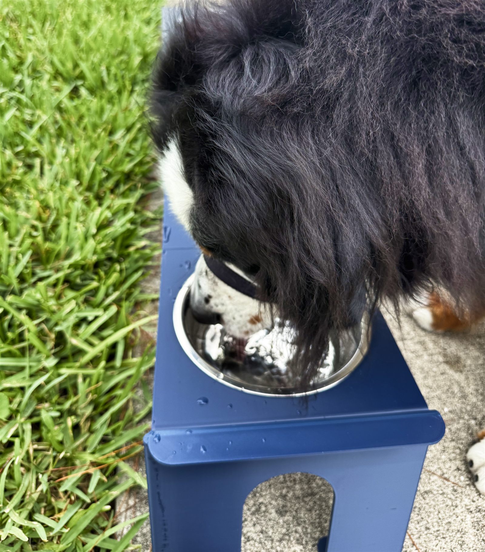 Large dog using the Wobble feeder, alternate angle