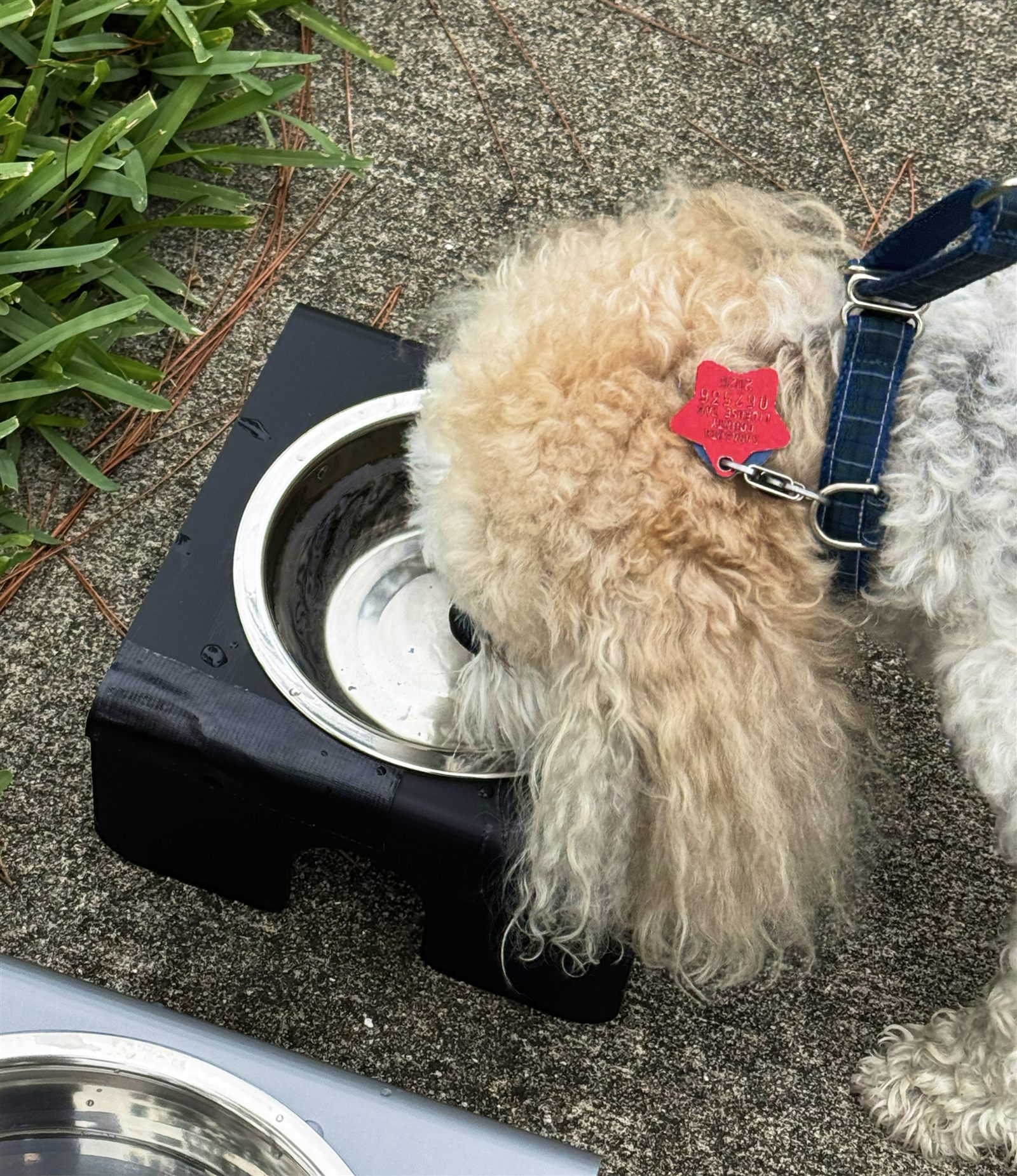 Small dog using the Wobble feeder